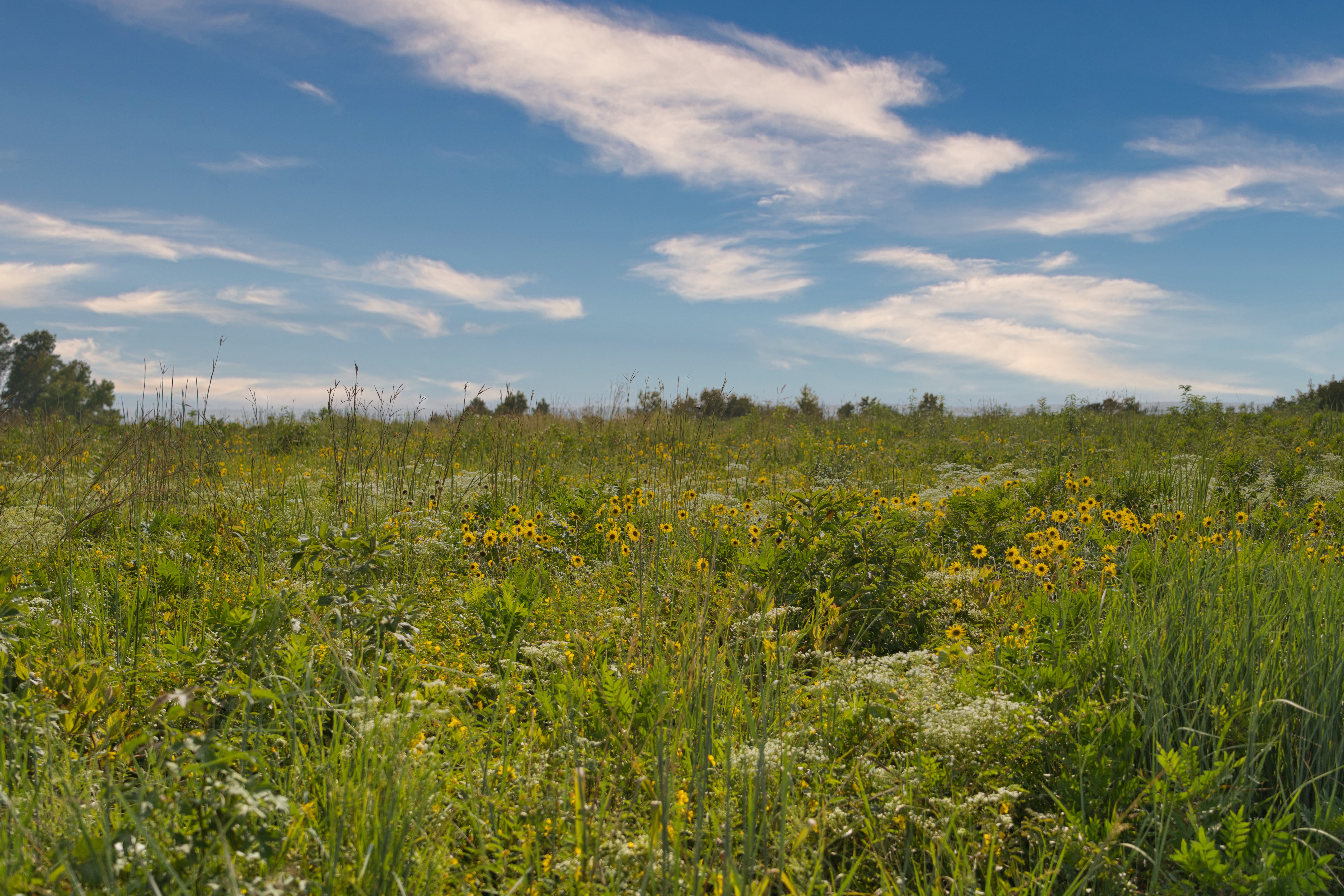 Eastern Neck Island Butterfly Trail Shalyn Boulden