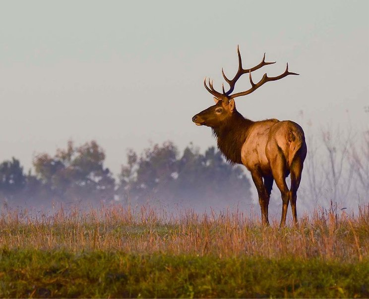 Elk.Pretonsburg Prestonsburg Tourism