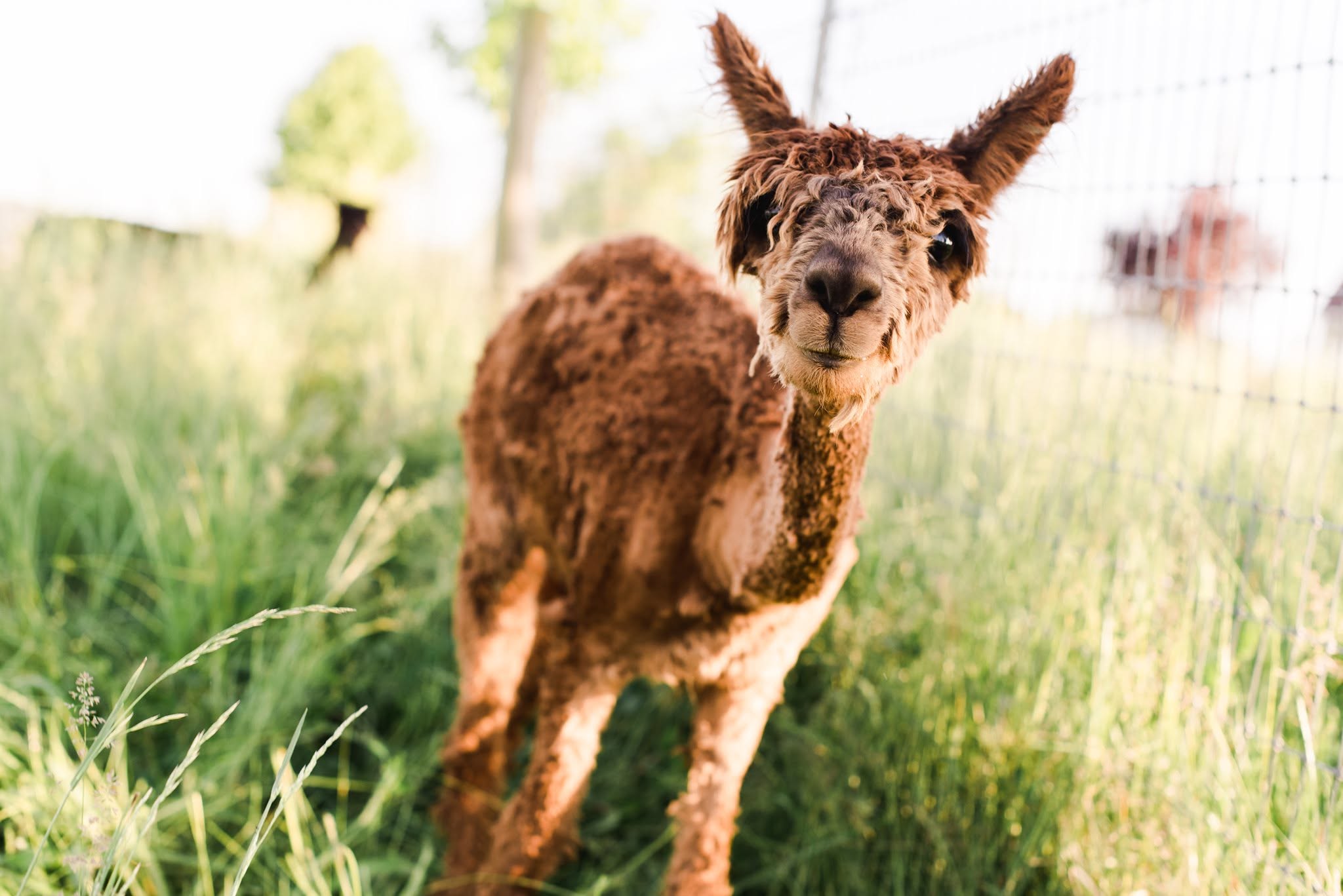River Hill Ranch Baby Alpaca Staci Pelfrey