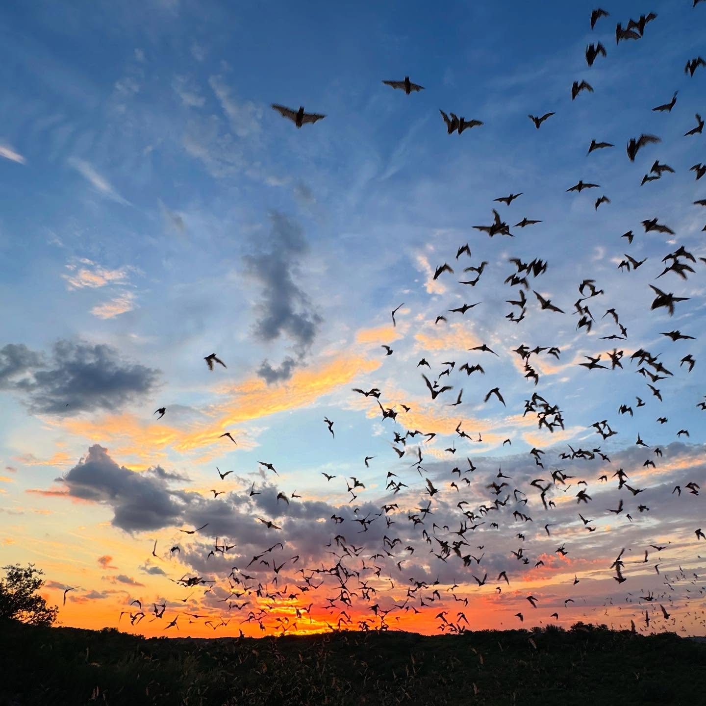 Photo9bats Kristi Gerdes