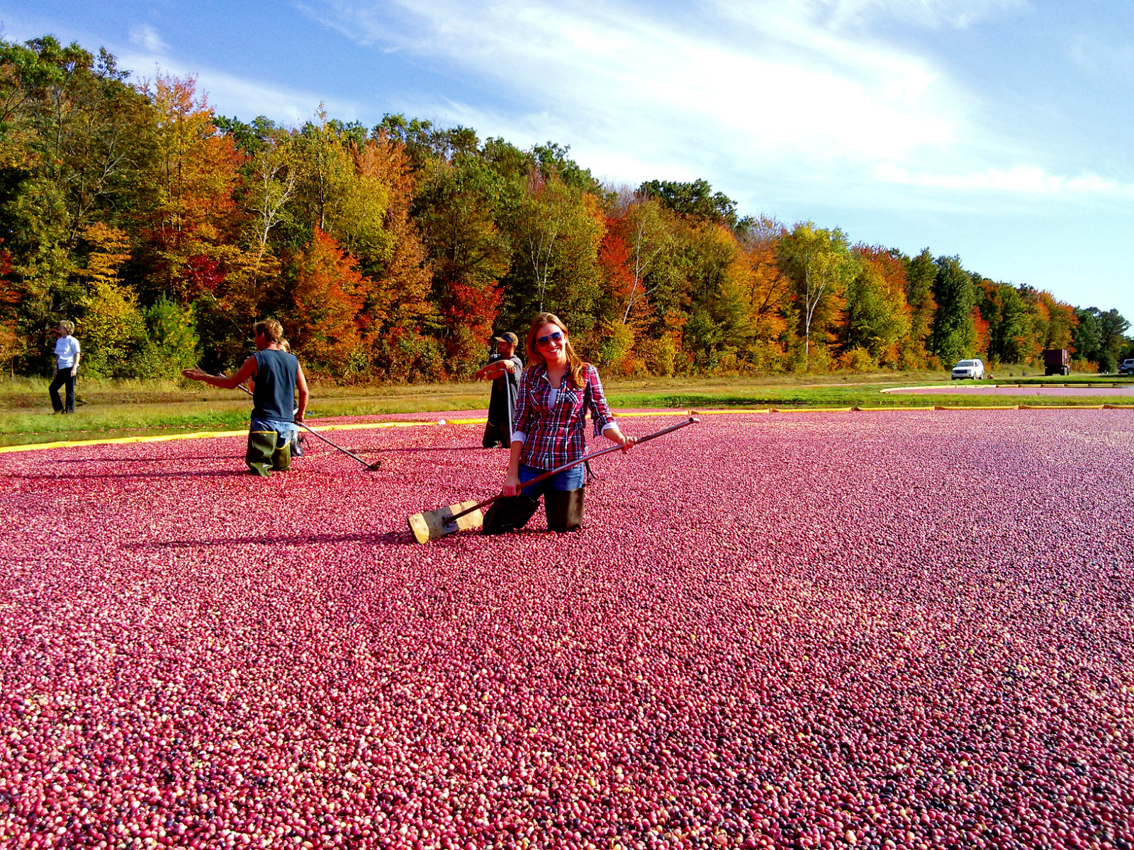 Morgan raking w fall colors