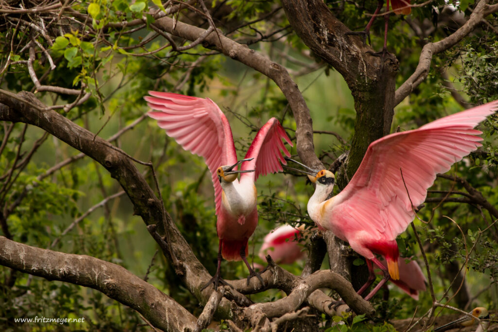Cajun Capital of Texas: Discover the Wild Beauty of Port Arthur — photo 1