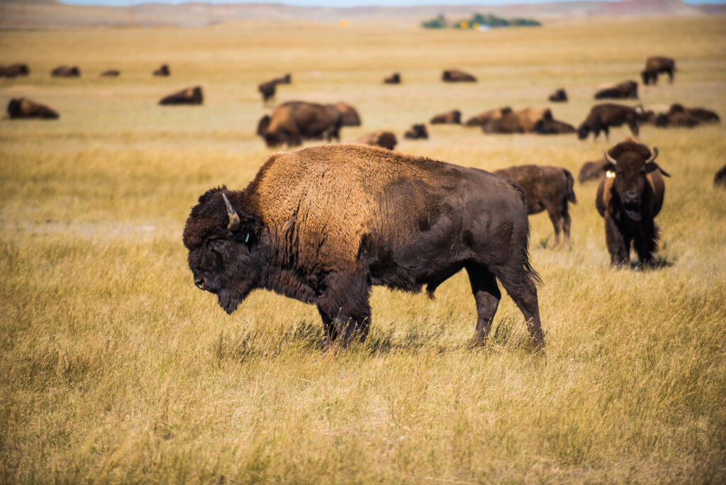 Campbell County (Gillette), WY — photo 9