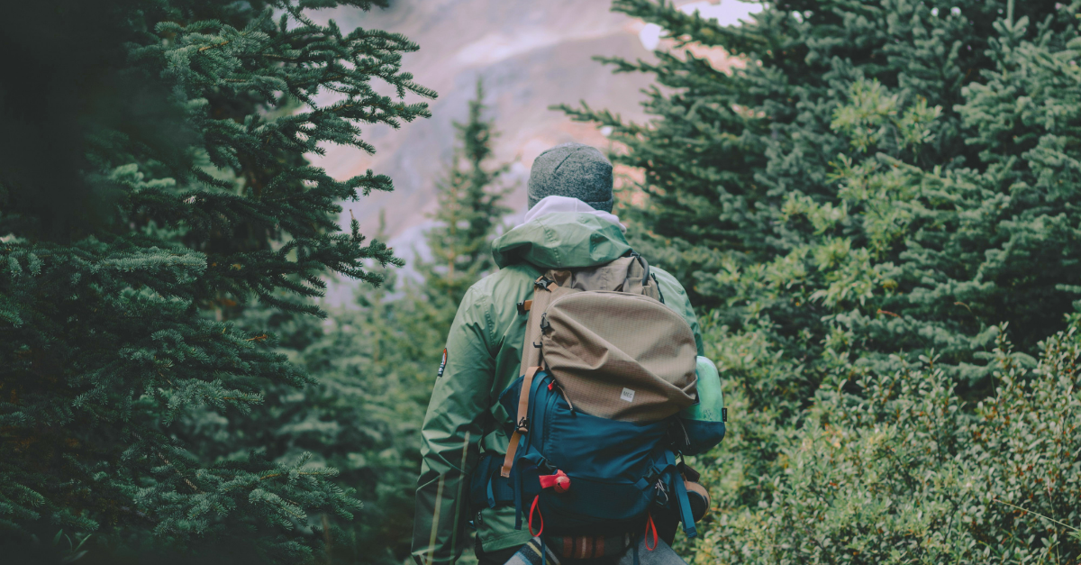 Evergreens, turning long — official product image