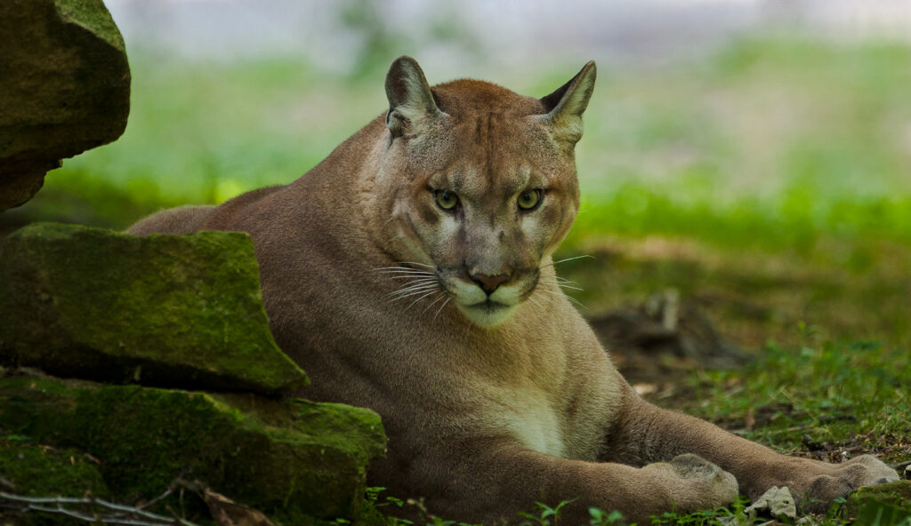 Explore the Wild Side of Upshur County, WV: Where Adventure Awaits Around Every Bend — photo 4